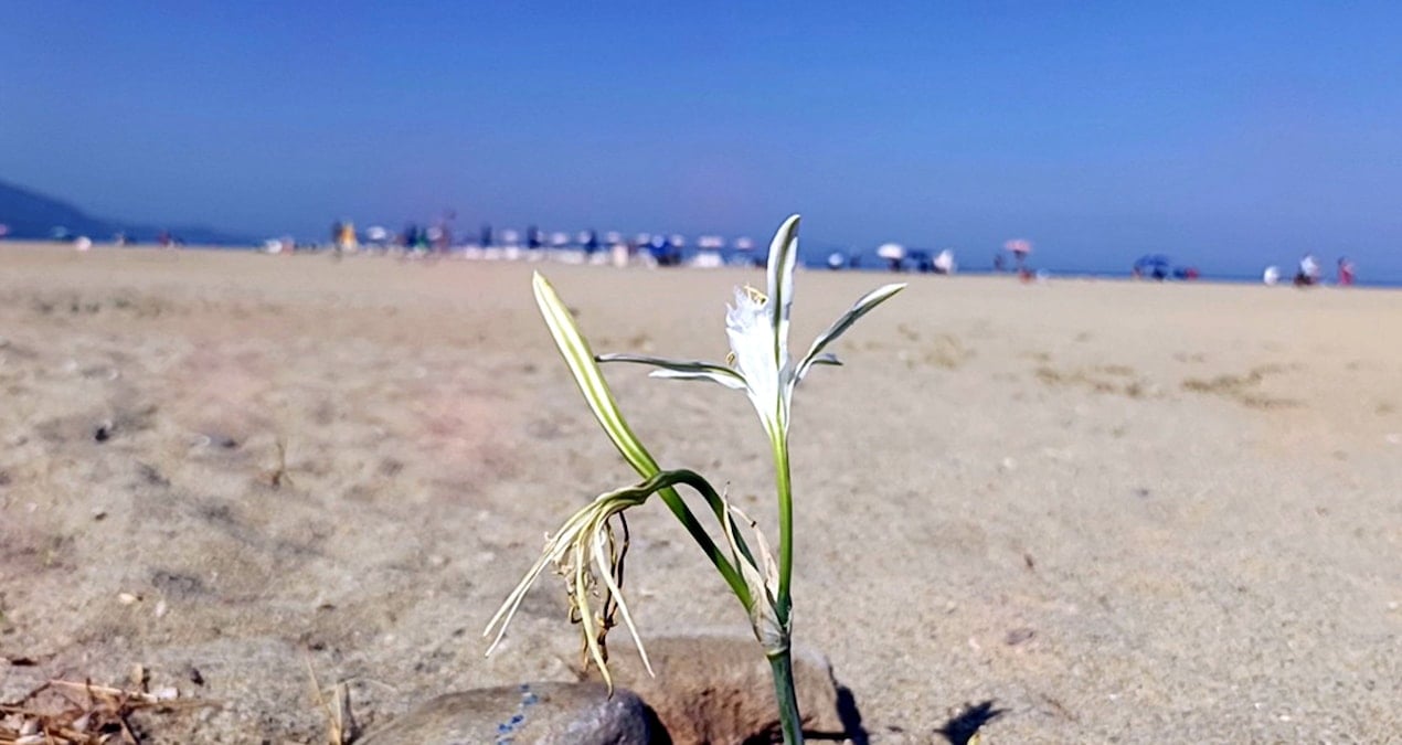 bu cicegi koparmanin bedeli yarim milyon tlden fazla 9lhq7Jrx