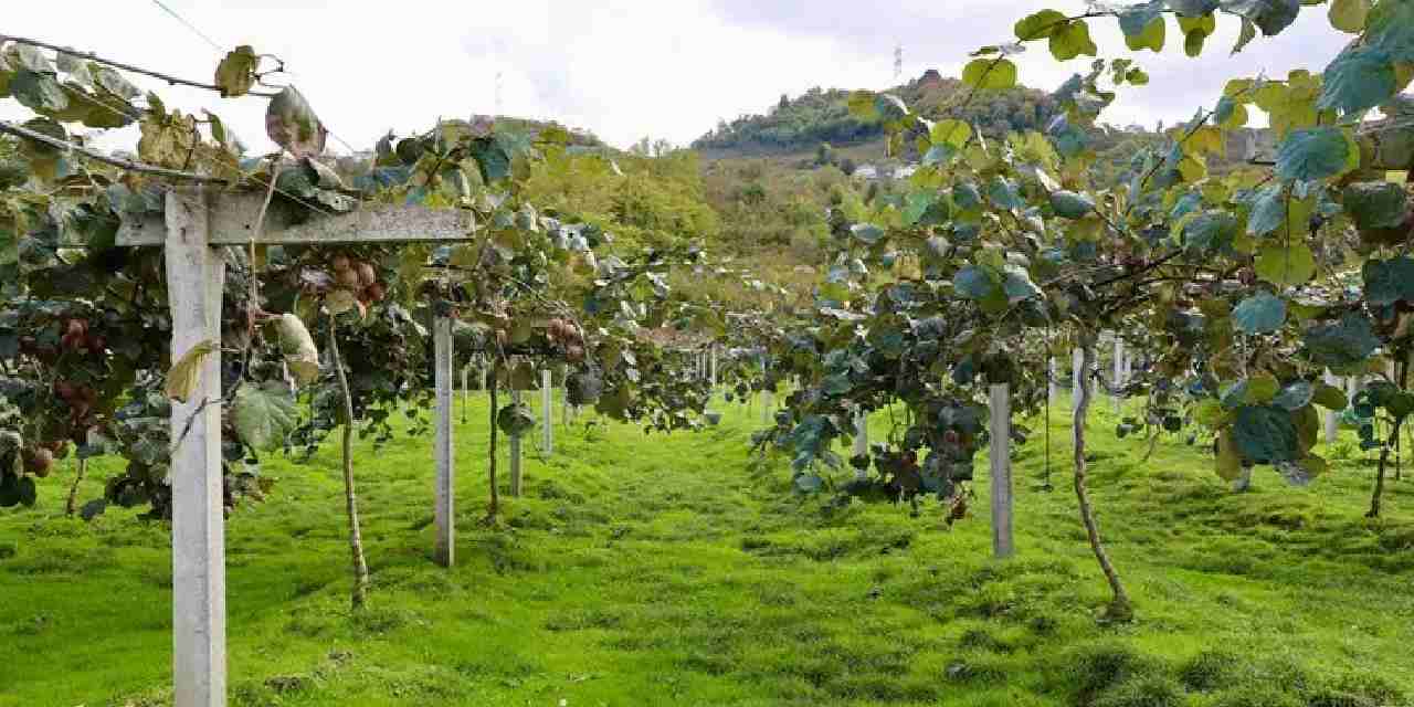 4 bin ton rekolte bekleniyor kilogram fiyati belli oldu slj7ASPK.jpg