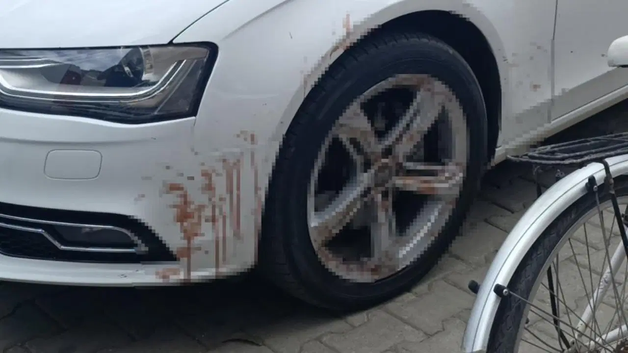 aracta kan var ihbar polisi alarma gecirdi otomobil icin kesilen adagin kani cikti NZsMdUcZ.jpg