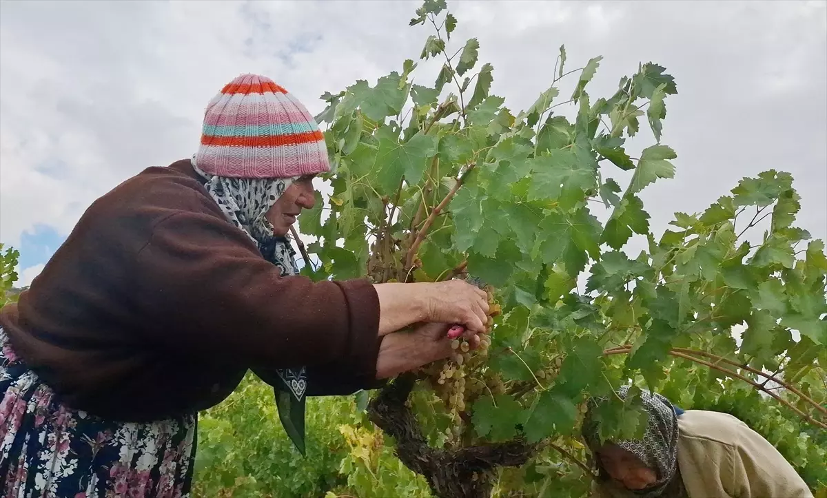 beypazarinda bag bozumu ve pekmez yapimina baslandi WtV2AunB