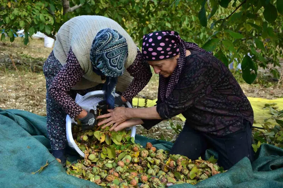 demircide ceviz hasadi basladi nxRVdH1I.jpg