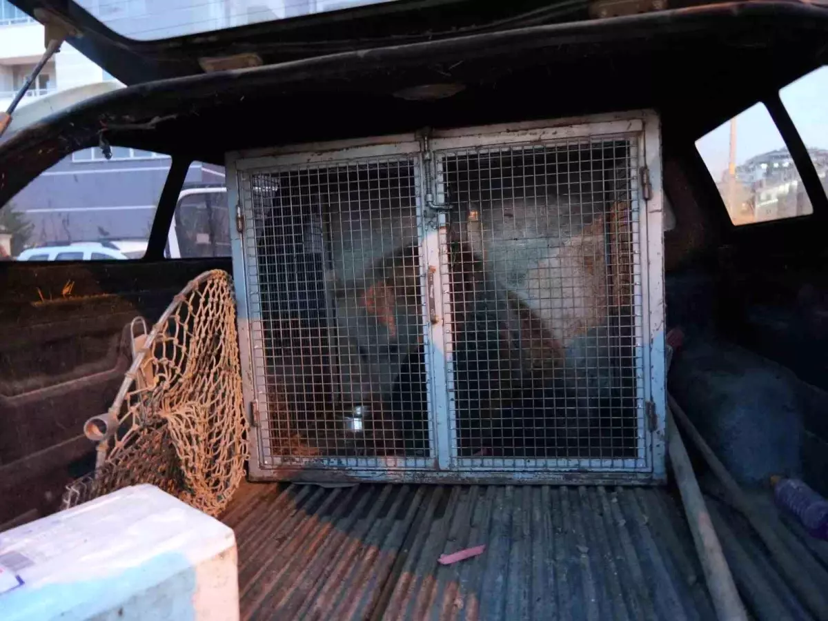 yavru ayilar koruma altina alindi VJSutwXB.jpg